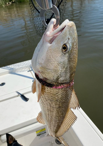 Caught this Redfish in Savannah today!